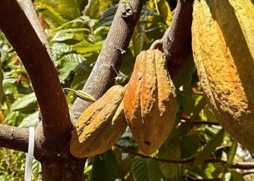 Cocoa plantation